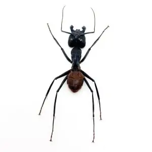 Giant Soldier Ant (camponotus gigas) (SPREAD) - TaxidermyArtistry