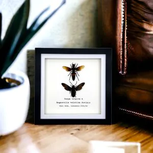 Giant Wasp Collection Pair (Vespa tropica & Megascolia velutina duclais) Frame - TaxidermyArtistry