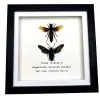 Giant Wasp Collection Pair (Vespa tropica & Megascolia velutina duclais) Frame - TaxidermyArtistry