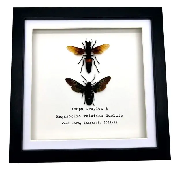 Giant Wasp Collection Pair (Vespa tropica & Megascolia velutina duclais) Frame - TaxidermyArtistry