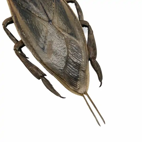 Giant Water Bug (Lethocerus indicus) - TaxidermyArtistry