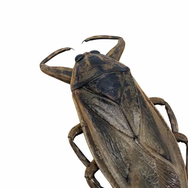 Giant Water Bug (Lethocerus indicus) - TaxidermyArtistry