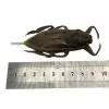 Giant Water Bug (Lethocerus indicus) - TaxidermyArtistry
