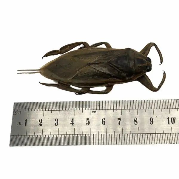 Giant Water Bug (Lethocerus indicus) - TaxidermyArtistry