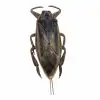 Giant Water Bug (Lethocerus indicus) - TaxidermyArtistry