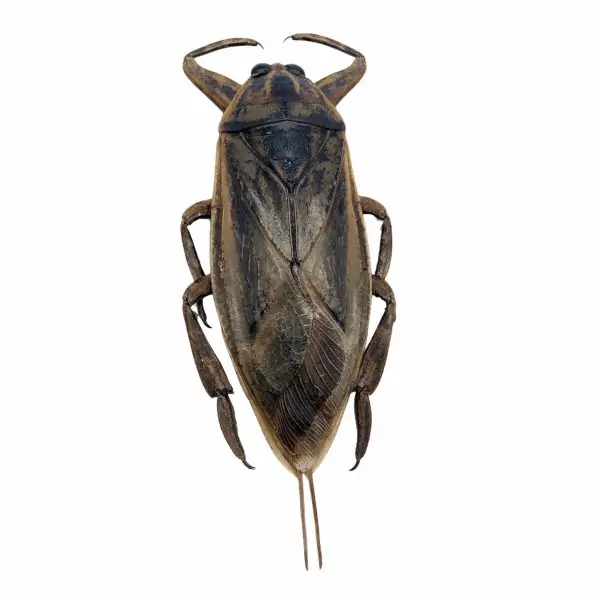 Giant Water Bug (Lethocerus indicus) - TaxidermyArtistry