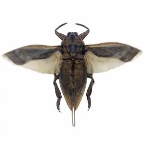 Giant Water Bug (Lethocerus indicus) (SPREAD) - TaxidermyArtistry