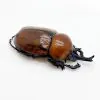 Glossy Horn Beetle (brachysiderus quadrimaculatus) - TaxidermyArtistry