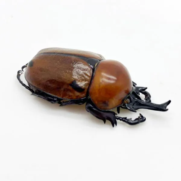 Glossy Horn Beetle (brachysiderus quadrimaculatus) - TaxidermyArtistry