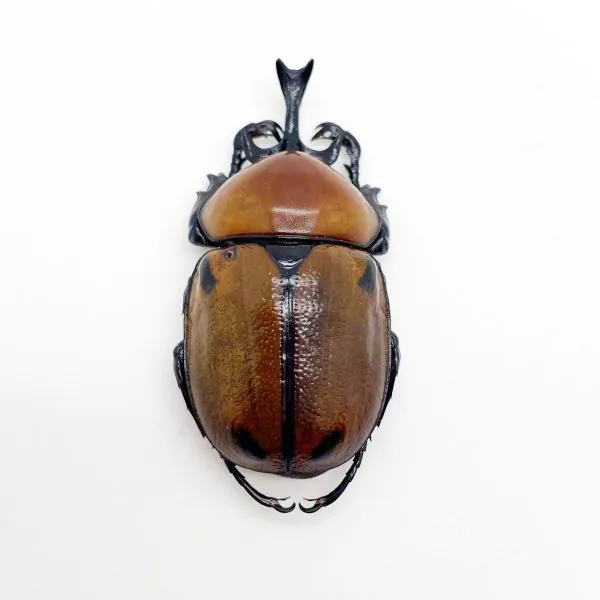 Glossy Horn Beetle (brachysiderus quadrimaculatus) - TaxidermyArtistry