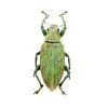 Gold-dust Weevil Beetle (Hypomeces squamosus) Insect - TaxidermyArtistry