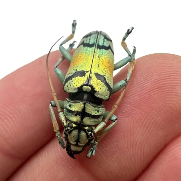 Gold Longhorn Beetle (Tmesisternus rafaelae) Insect - TaxidermyArtistry