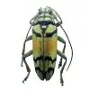 Gold Longhorn Beetle (Tmesisternus rafaelae) Insect - TaxidermyArtistry