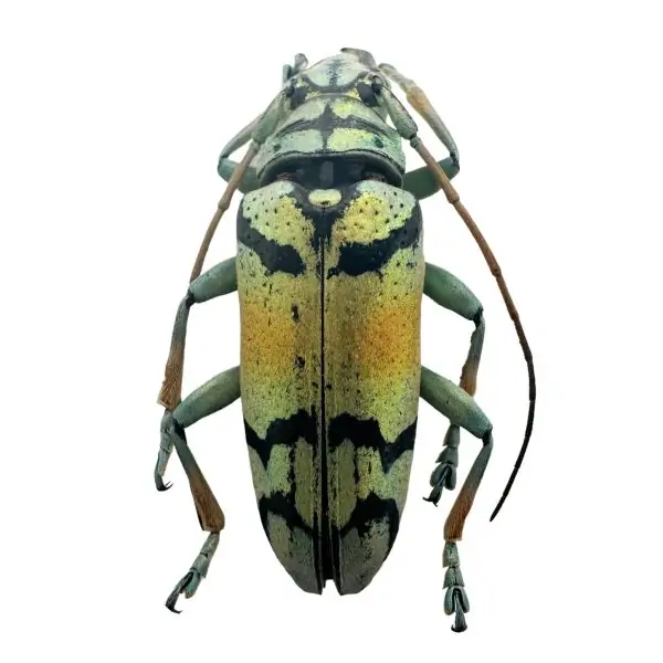 Gold Longhorn Beetle (Tmesisternus rafaelae) Insect - TaxidermyArtistry