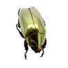 Gold Metallic Scarab Beetle (Chrysina resplendens) - TaxidermyArtistry