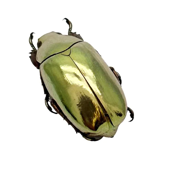 Gold Metallic Scarab Beetle (Chrysina resplendens) - TaxidermyArtistry