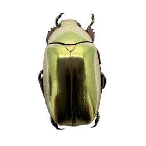 Gold Metallic Scarab Beetle (Chrysina resplendens) - TaxidermyArtistry