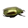 Gold Metallic Scarab Beetle (Chrysina resplendens) - TaxidermyArtistry