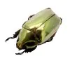 Gold Metallic Scarab Beetle (Chrysina resplendens) - TaxidermyArtistry