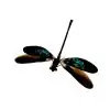 Gossamerwing Damselfly (Euphea variegata) - TaxidermyArtistry