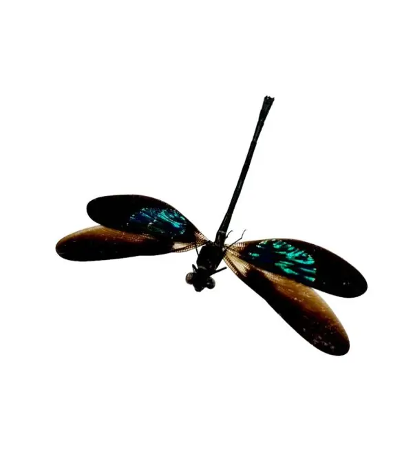 Gossamerwing Damselfly (Euphea variegata) - TaxidermyArtistry