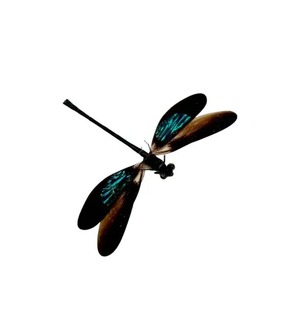 Gossamerwing Damselfly (Euphea variegata) - TaxidermyArtistry