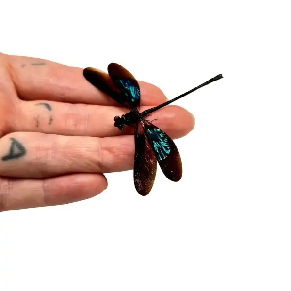 Gossamerwing Damselfly (Euphea variegata) - TaxidermyArtistry