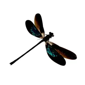 Gossamerwing Damselfly (Euphea variegata) - TaxidermyArtistry