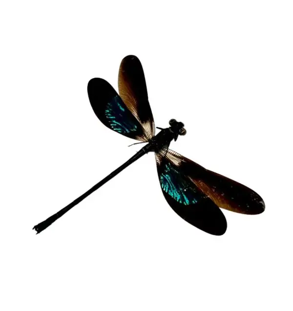 Gossamerwing Damselfly (Euphea variegata) - TaxidermyArtistry