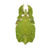 Gray's Leaf Insect Phyllium bioculatum pulchrifolium (F) - TaxidermyArtistry