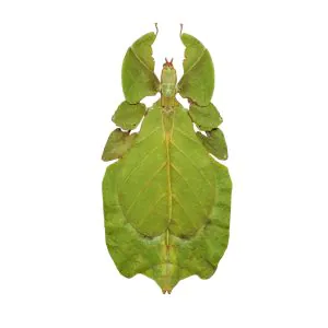 Gray's Leaf Insect Phyllium bioculatum pulchrifolium (F) - TaxidermyArtistry