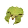 Gray's Leaf Insect Phyllium bioculatum pulchrifolium (F) - TaxidermyArtistry