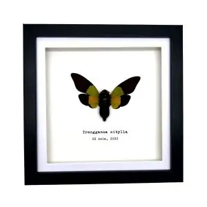 Green Black Cicada Frame (Trengganua sibylla) - TaxidermyArtistry