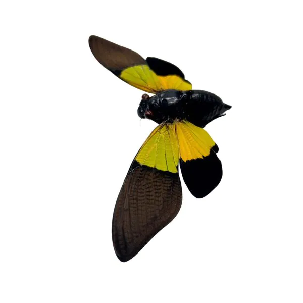 Green Black Cicada (Trengganua sibylla) - TaxidermyArtistry