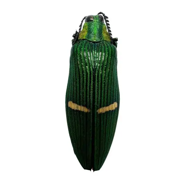 Green Jewel Beetle (Catoxantha opulenta opulenta) Insect - TaxidermyArtistry