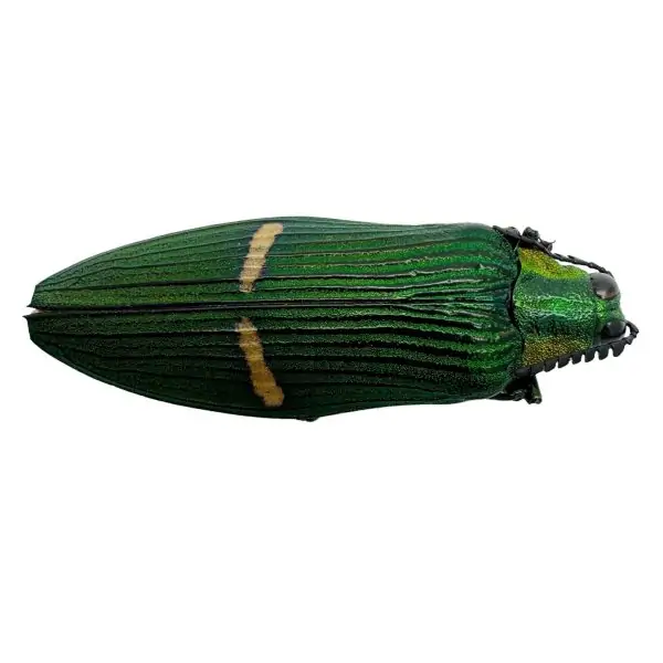 Green Jewel Beetle (Catoxantha opulenta opulenta) Insect - TaxidermyArtistry