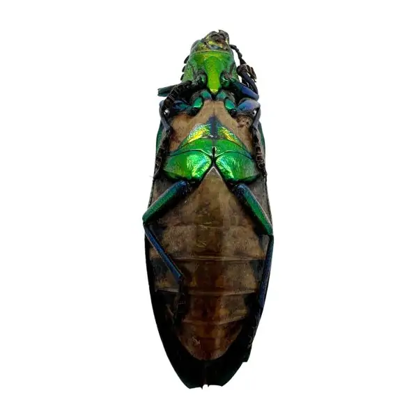 Green Jewel Beetle (Catoxantha opulenta opulenta) Insect - TaxidermyArtistry