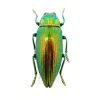 Green Jewel Beetle (Chrysodema radians) Insect - TaxidermyArtistry