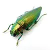 Green Jewel Beetle (Chrysodema radians) Insect - TaxidermyArtistry