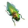 Green Jewel Beetle (Chrysodema radians) Insect - TaxidermyArtistry