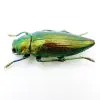 Green Jewel Beetle (Chrysodema radians) Insect - TaxidermyArtistry