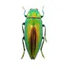 Green Jewel Beetle (Chrysodema radians) Insect - TaxidermyArtistry