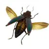 Green Jewel Beetle Cyphogastra angulicollis (SPREAD) - TaxidermyArtistry