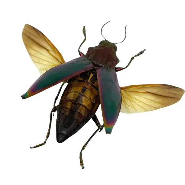 Green Jewel Beetle Cyphogastra angulicollis (SPREAD) - TaxidermyArtistry
