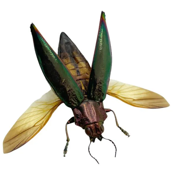 Green Jewel Beetle Cyphogastra angulicollis (SPREAD) - TaxidermyArtistry