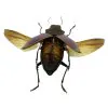 Green Jewel Beetle Cyphogastra angulicollis (SPREAD) - TaxidermyArtistry