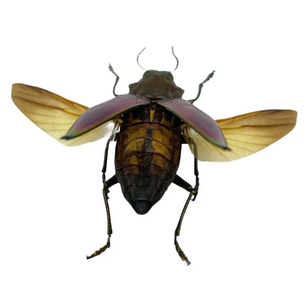 Green Jewel Beetle Cyphogastra angulicollis (SPREAD) - TaxidermyArtistry
