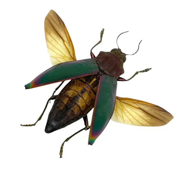 Green Jewel Beetle Cyphogastra angulicollis (SPREAD) - TaxidermyArtistry