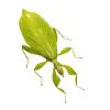 Green Leaf Insect Phyllium tobeloense bhaskarai (F) - TaxidermyArtistry