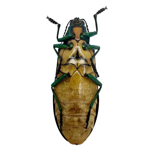 Green Metallic Wood-Boring Beetle (Megaloxantha bicolor othanii) Insect - TaxidermyArtistry